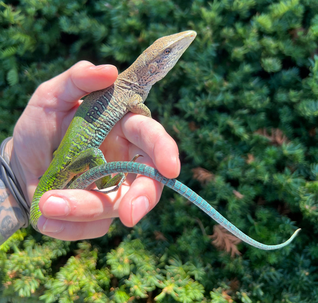 Adult Giant Ameiva Lizard