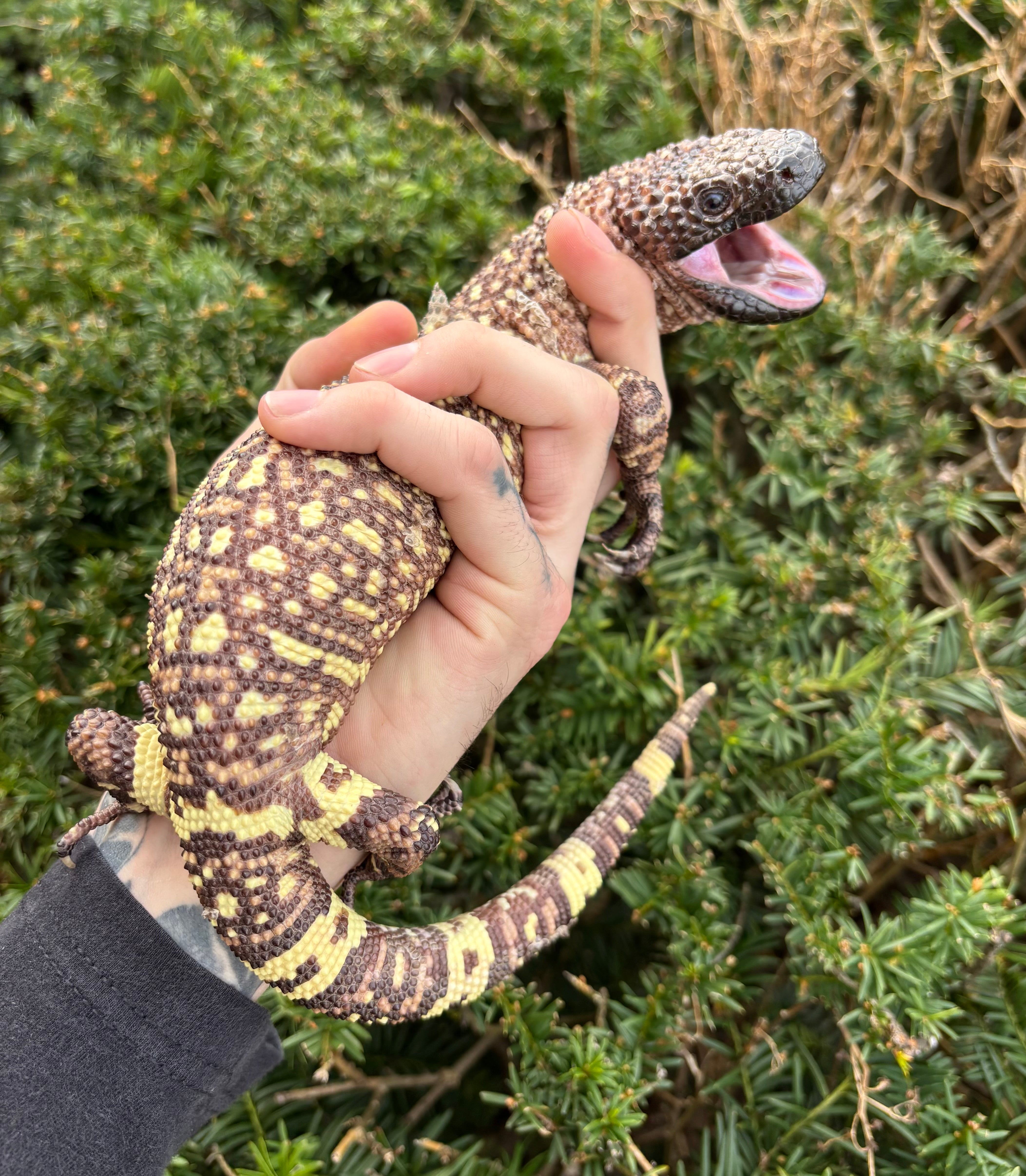 Sub-Adult Rio-Fuerte Beaded Lizard (1) – Scales and Tails of Ohio