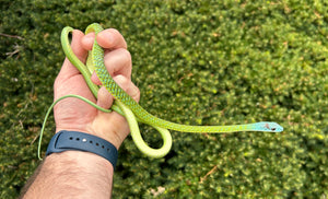 1.1 Adult Blue-Headed Green Bush Snake (Pair)