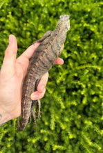 Load image into Gallery viewer, Juvenile Lewisi Rock Iguana (Female 1)