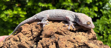 Load image into Gallery viewer, Adult Blueberry Tokay Gecko (Male)