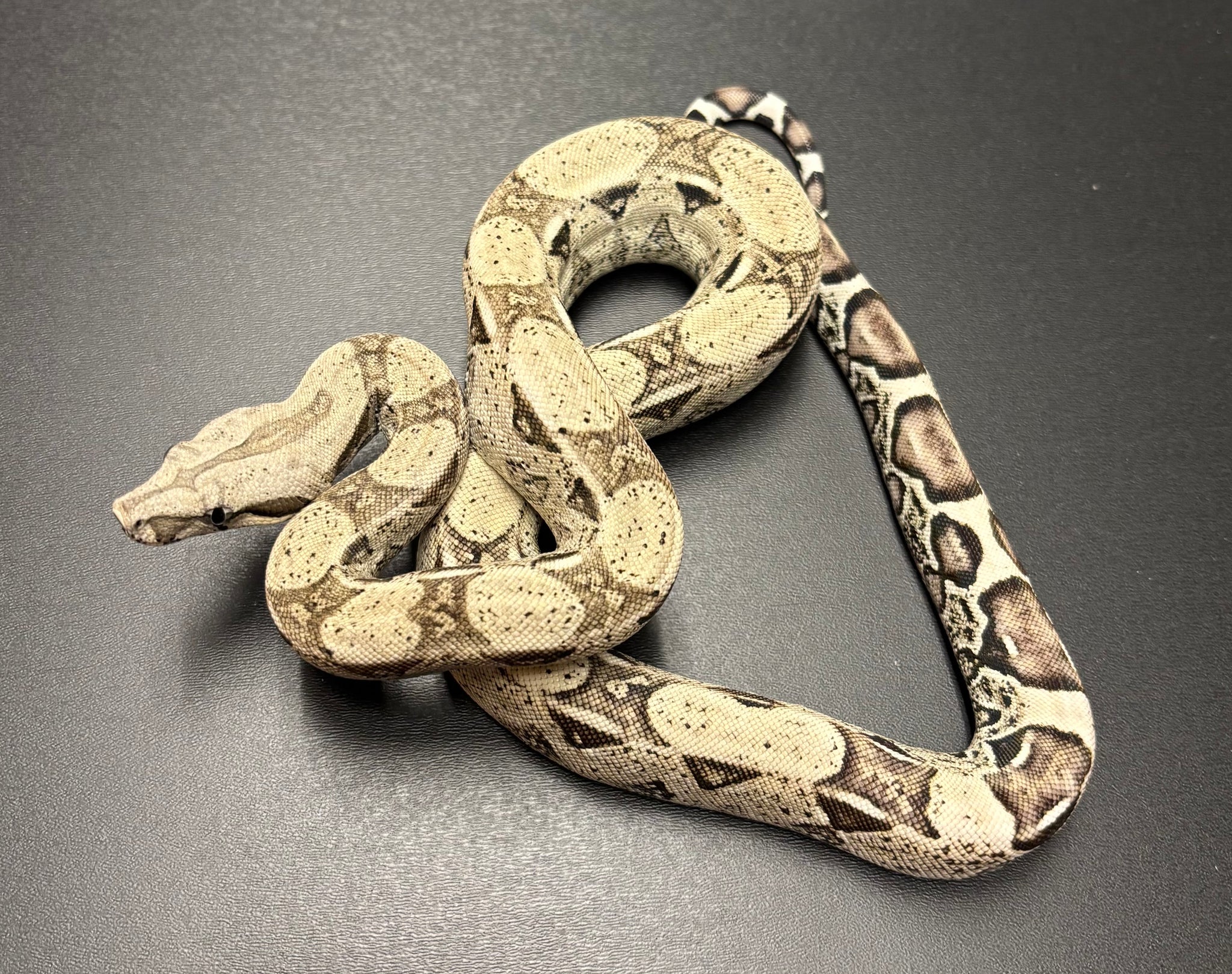 Baby Anery Columbian Red-Tailed Boa Constrictor (Male) – Scales and ...