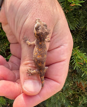 Load image into Gallery viewer, Baby Reticulated Gargoyle Gecko (2)