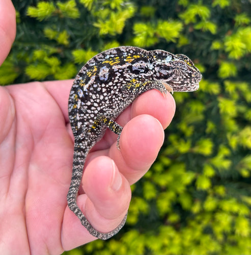 Adult Carpet Chameleon (Female)