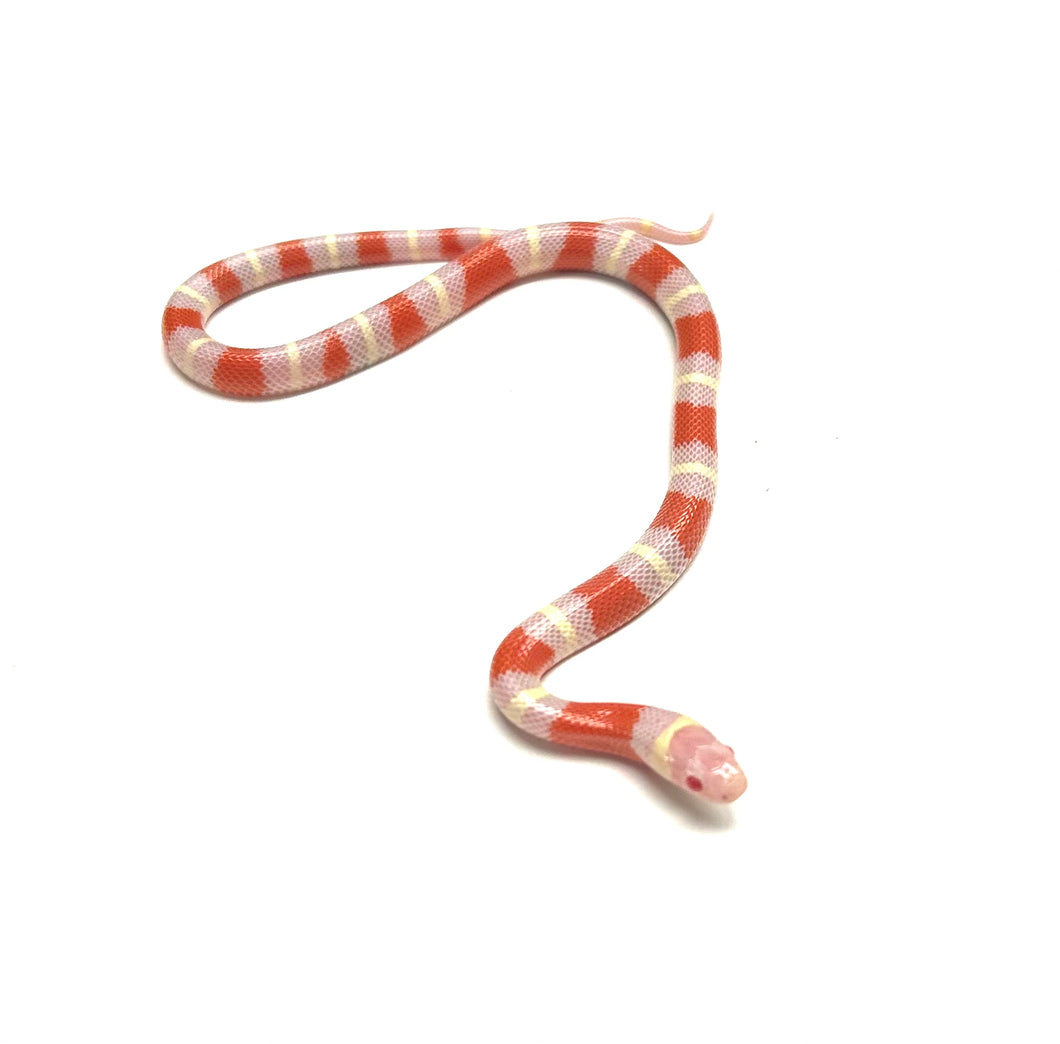 Baby Albino Nelson’s Milksnake (Female 2)