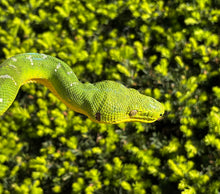 Load image into Gallery viewer, Adult Emerald Tree Boa (Female 2)