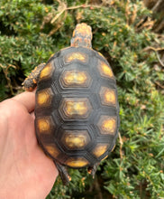 Load image into Gallery viewer, 4” Brazilian Cherry-Head Red Foot Tortoise (2)