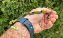Load image into Gallery viewer, Baby Big-Eyed Ratsnake