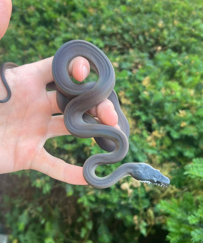 Baby Southern Black White-Lipped Python (Male)