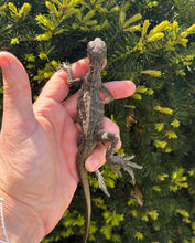 Load image into Gallery viewer, Small Sailfin Dragon (imperfect)