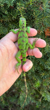 Load image into Gallery viewer, Baby Saba Island Black Iguana