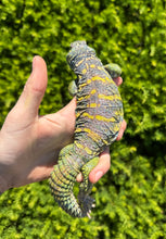 Load image into Gallery viewer, Adult ‘High-Color’ Ornate Uromastyx (Male 2)
