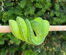 Load image into Gallery viewer, Adult Sorong Green Tree Python (Female 1)