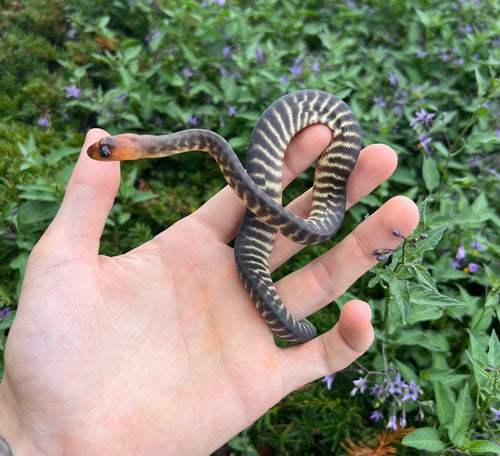 Baby Woma Python (Male 1)