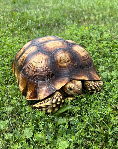 Sub-Adult Sulcata Tortoise