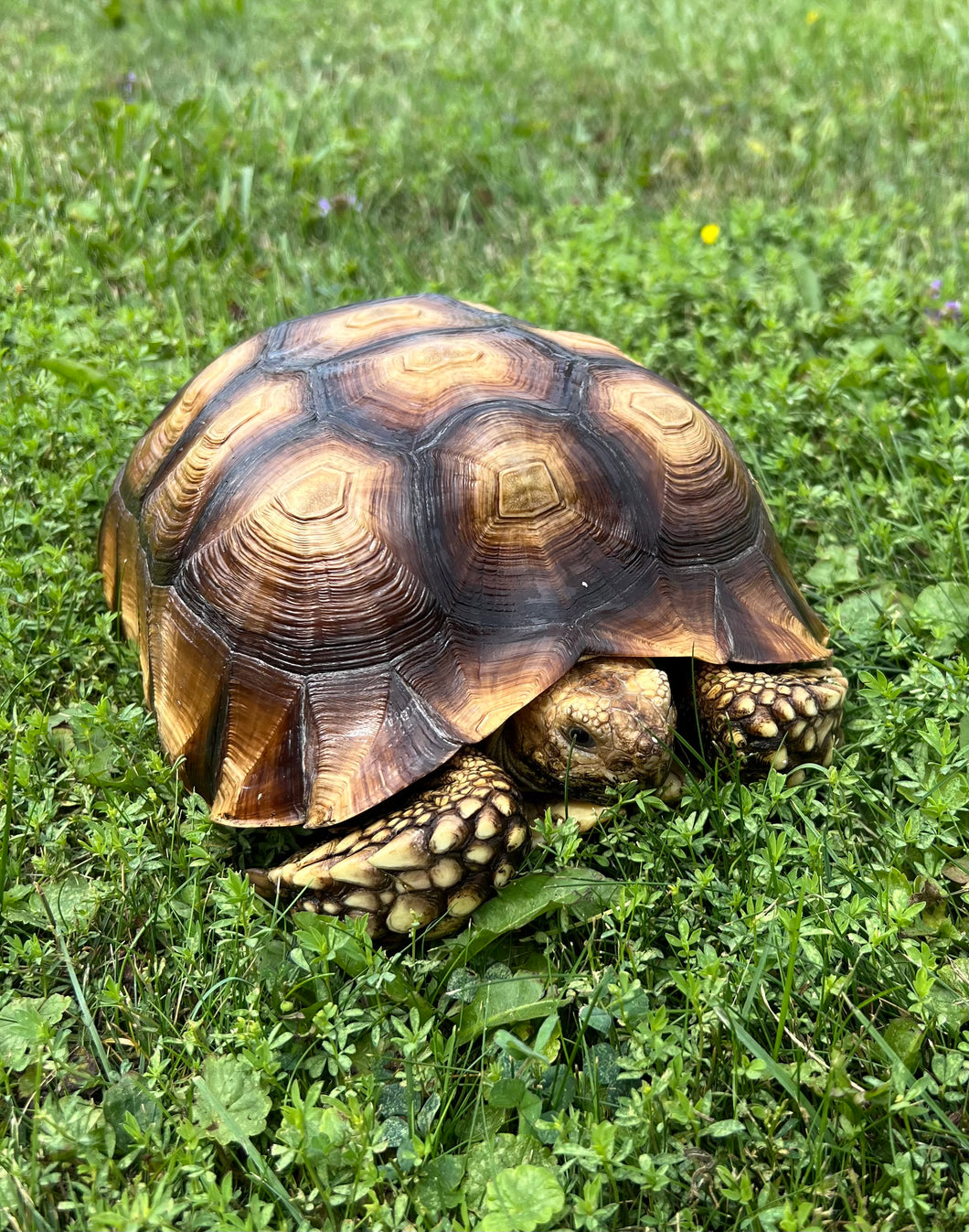Sub-Adult Sulcata Tortoise