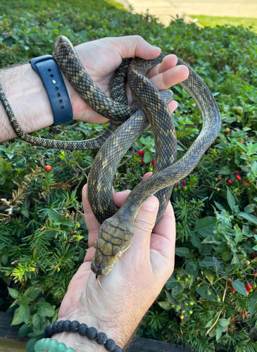 Sub-Adult Aru Scrub Python (Male)