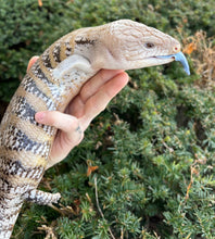 Load image into Gallery viewer, Adult Northern Blue Tongue Skink (Imperfect)