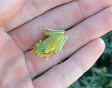 Load image into Gallery viewer, Baby White Lipped Tree Frog