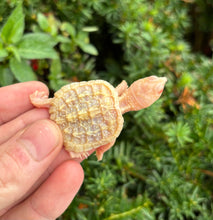 Load image into Gallery viewer, Baby Albino Snapping Turtle