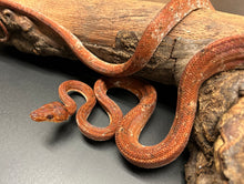 Load image into Gallery viewer, ‘Calico’ Amazon Tree Boa (Male 6)