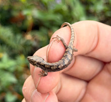 Load image into Gallery viewer, Baby Mexican Alligator Lizard (1)