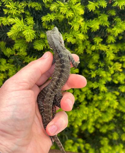 Small Australian Water Dragon (nip-tail 3)