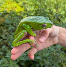 Load image into Gallery viewer, Adult Giant Waxy Monkey Frog