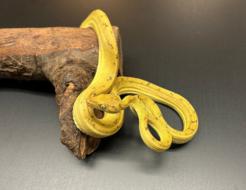 ‘Colored’ Amazon Tree Boa (Male 9)