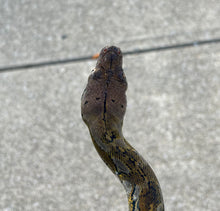 Load image into Gallery viewer, Juvenile Reticulated Python (Imperfect Male)