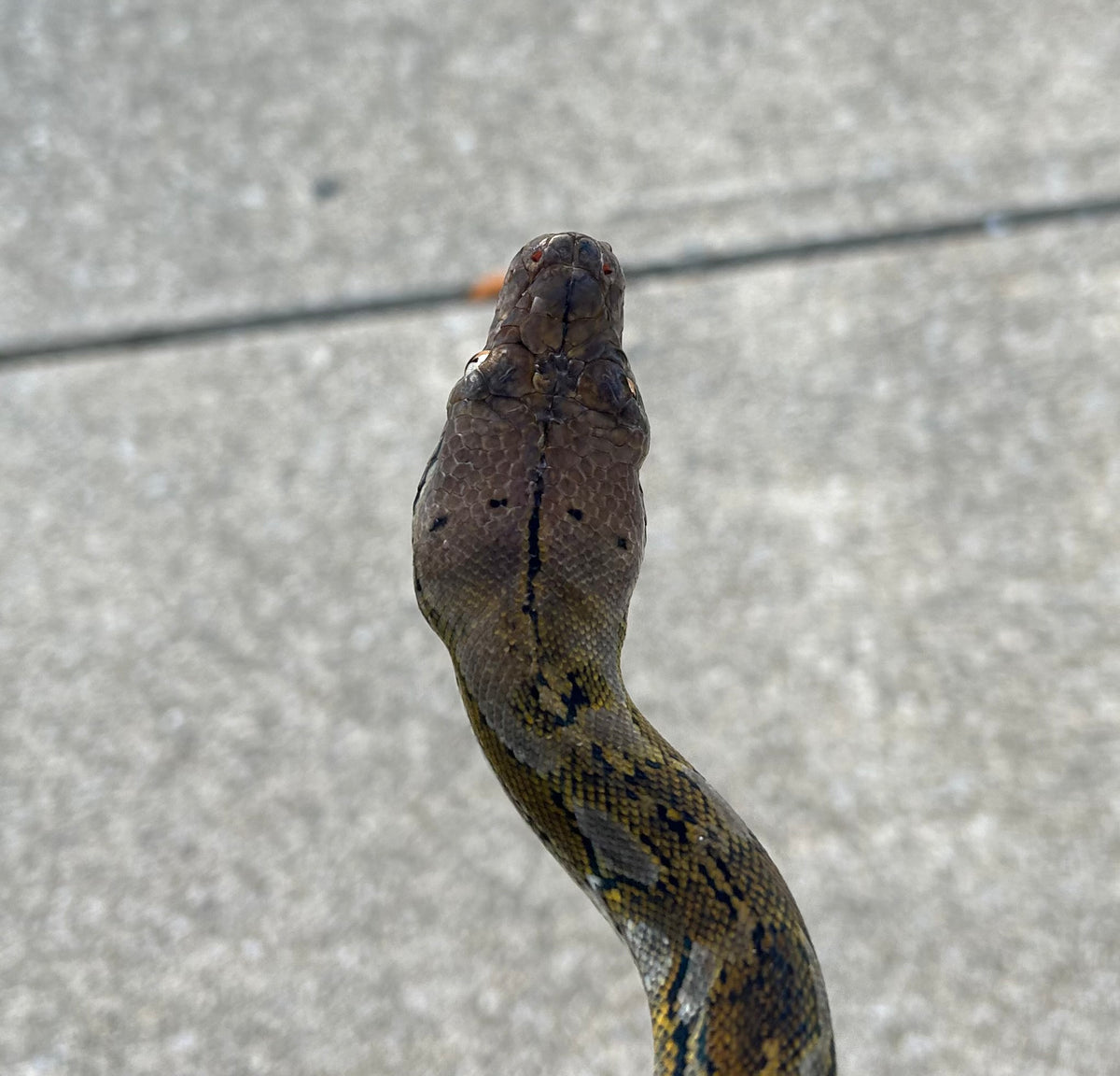 Juvenile Reticulated Python (Imperfect Male) – Scales and Tails of Ohio