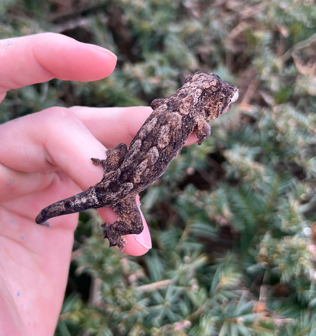 Juvenile Mainland Chahoua Gecko (4)