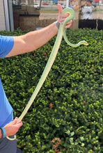 Load image into Gallery viewer, Adult XL ‘High-Blue’ Jayapura Green Tree Python (Female)
