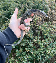 Load image into Gallery viewer, Juvenile Black Roughneck Monitor