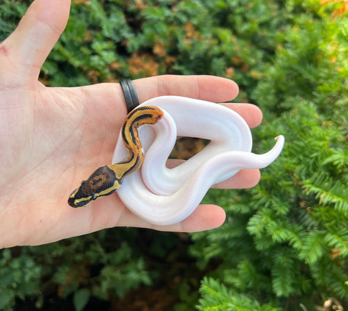 Baby ‘High-White’ Pied Ball Python (Male)