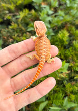 Load image into Gallery viewer, Baby High-Red Bearded Dragon