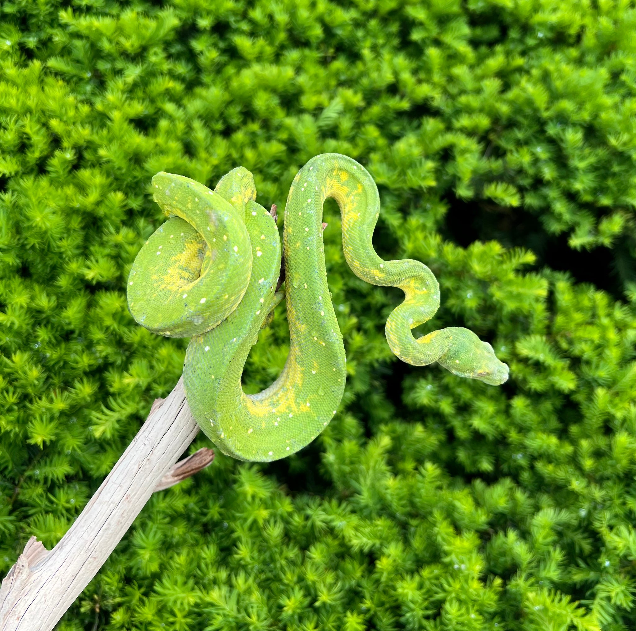 Adult Biak Green Tree Python (Female 1) – Scales and Tails of Ohio
