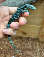 Load image into Gallery viewer, Baby Blue Tree Monitor (2)