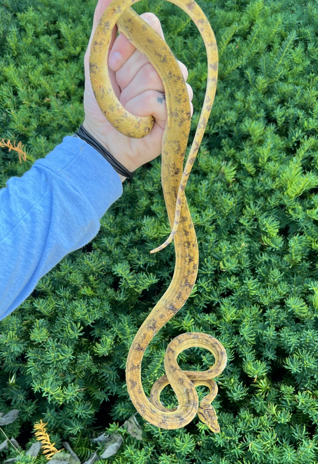‘Colored’ Amazon Tree Boa (Male 9)