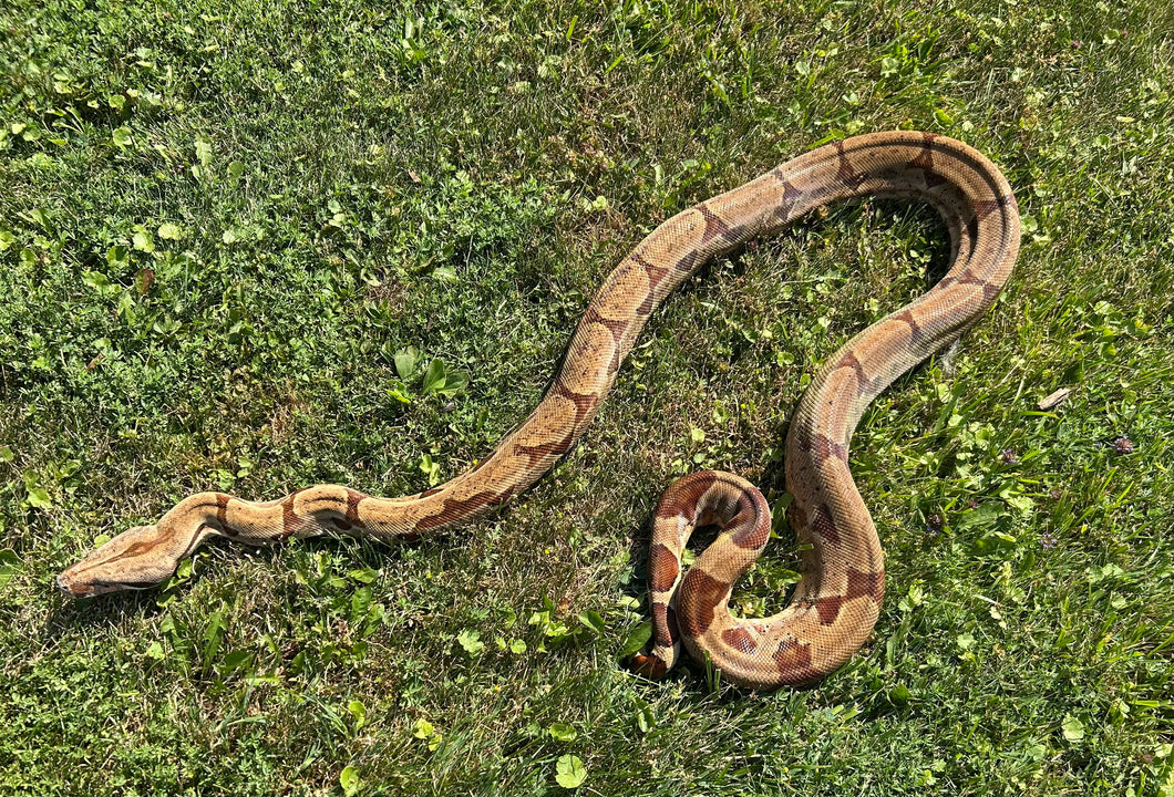 Adult Hypo Boa Constrictor (Female)