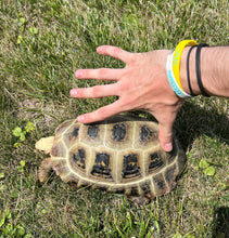 Load image into Gallery viewer, Adult Speke’s Hingeback Tortoise (Female)