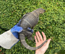 Load image into Gallery viewer, Sub-Adult Black Roughneck Monitor (Probable Female)