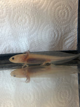 Load image into Gallery viewer, Axolotl