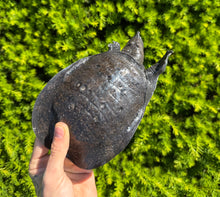 Load image into Gallery viewer, Malaysian Softshell Turtle