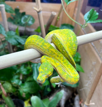 Load image into Gallery viewer, Juvenile Biak Green Tree Python (1)