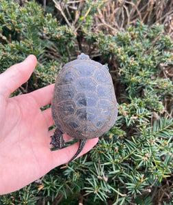 Sub-Adult European Pond Turtle (Male)