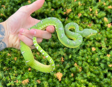 Load image into Gallery viewer, Juvenile Emerald Tree Boa (Female 1)