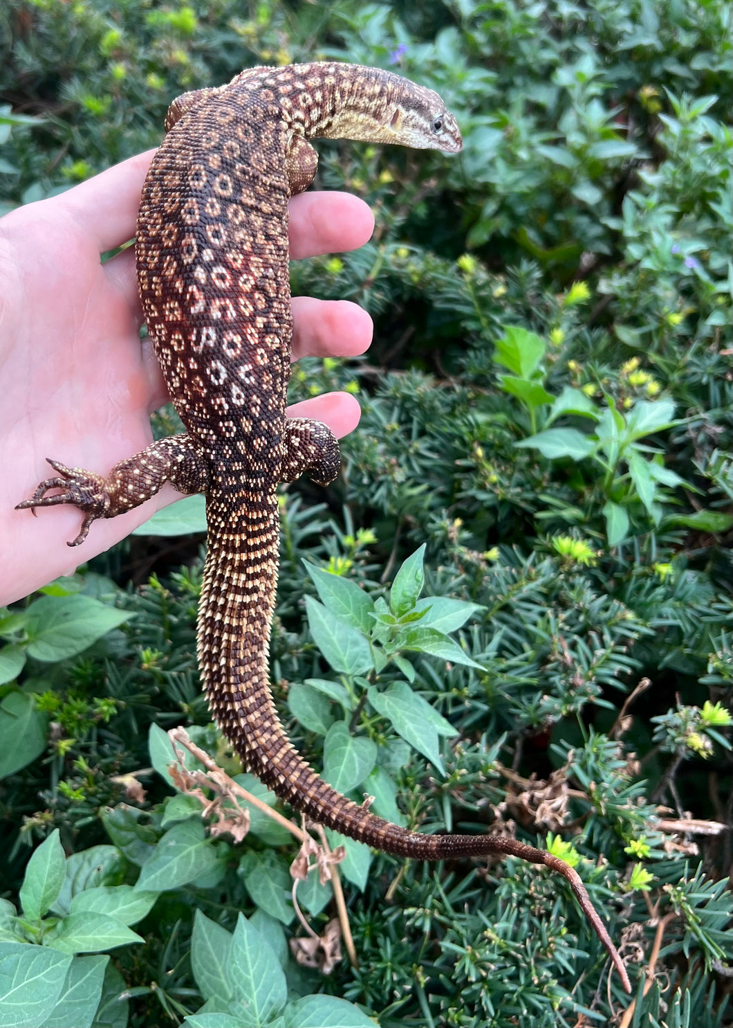 Adult Red Ackie Monitor (Female)