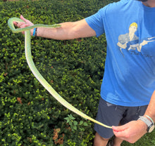 Load image into Gallery viewer, Adult XL ‘High-Blue’ Sorong Green Tree Python (Male)