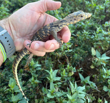 Load image into Gallery viewer, Baby Sulphur Asian Water Monitor